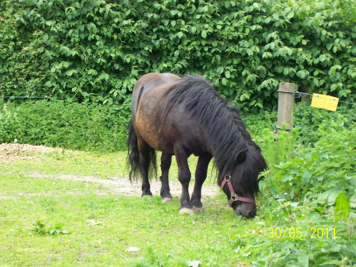 Shetlænder Struie Roriagh *HINGST* RIP billede 2