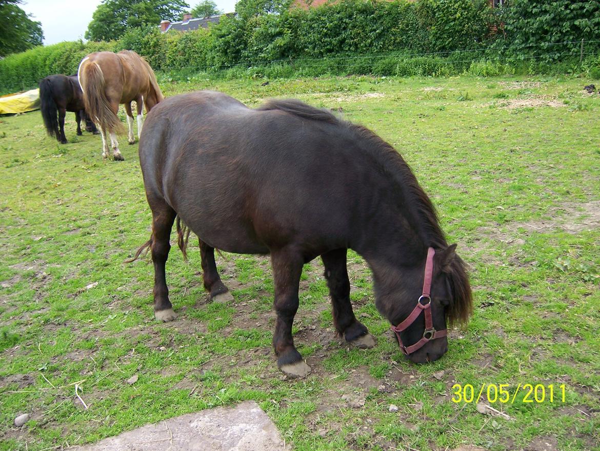 Shetlænder Struie Roriagh *HINGST* RIP billede 14