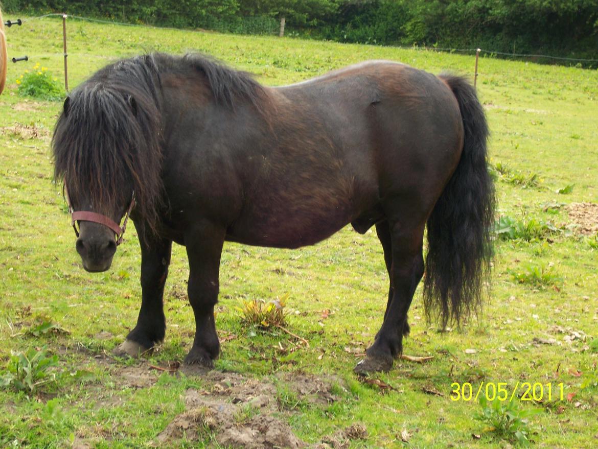 Shetlænder Struie Roriagh *HINGST* RIP billede 16