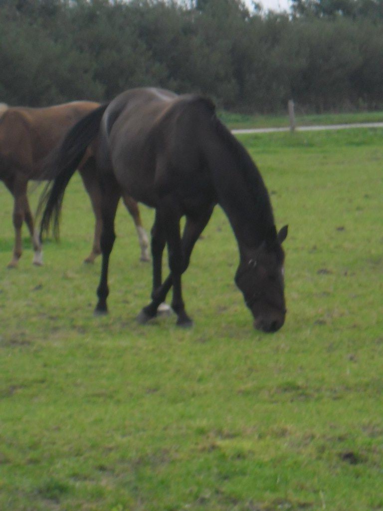 Hannoveraner nero - nero billede 7