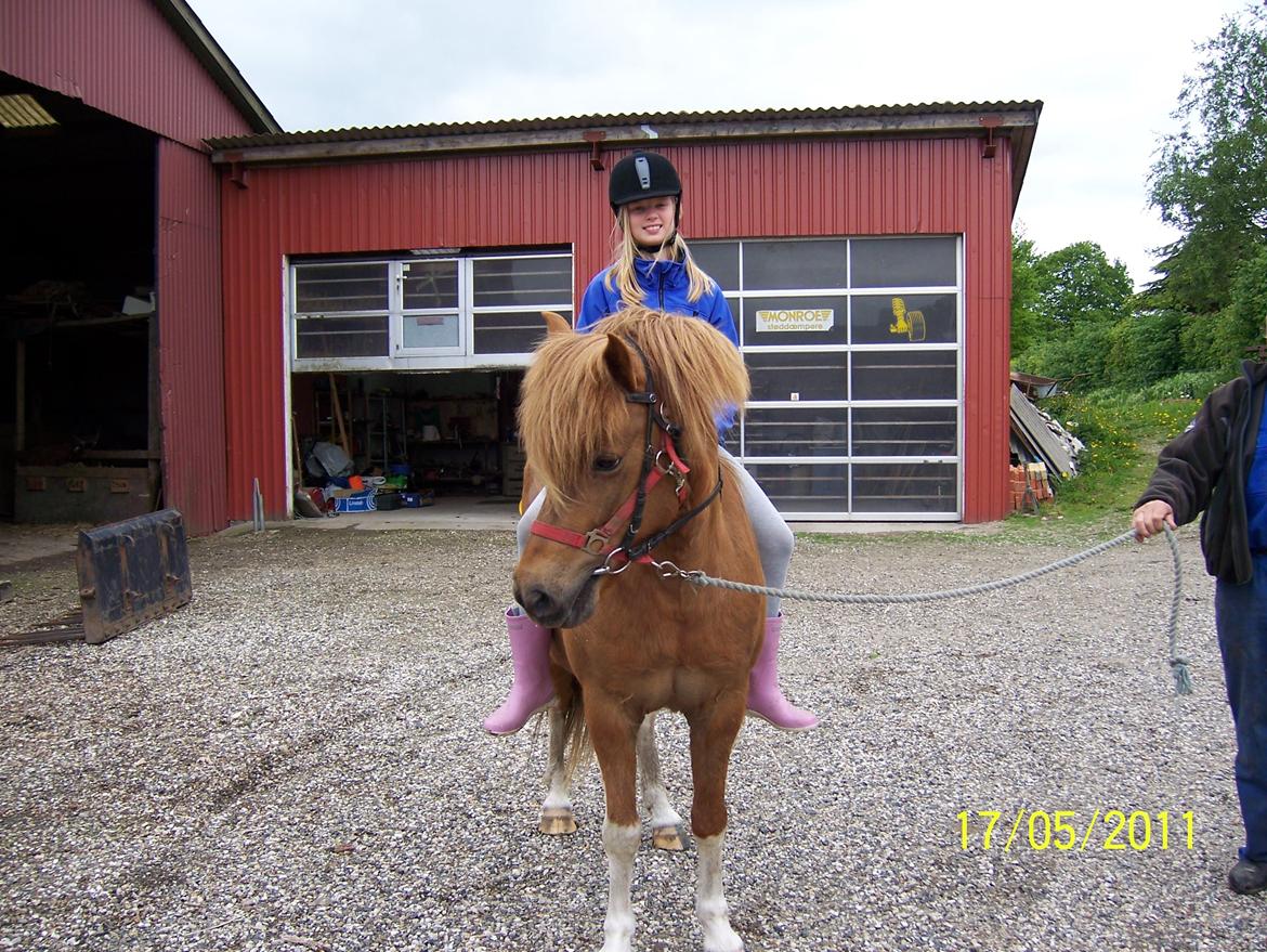 Islænder Rauk billede 3