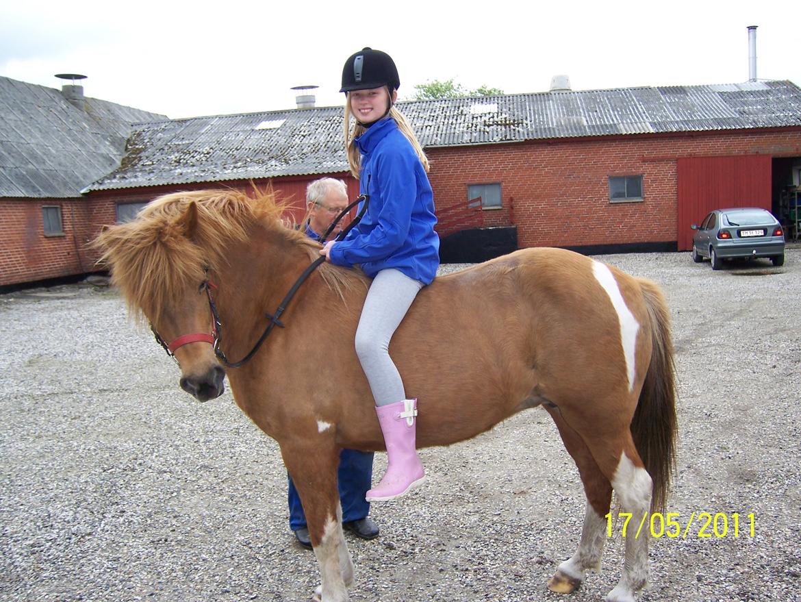 Islænder Rauk billede 5