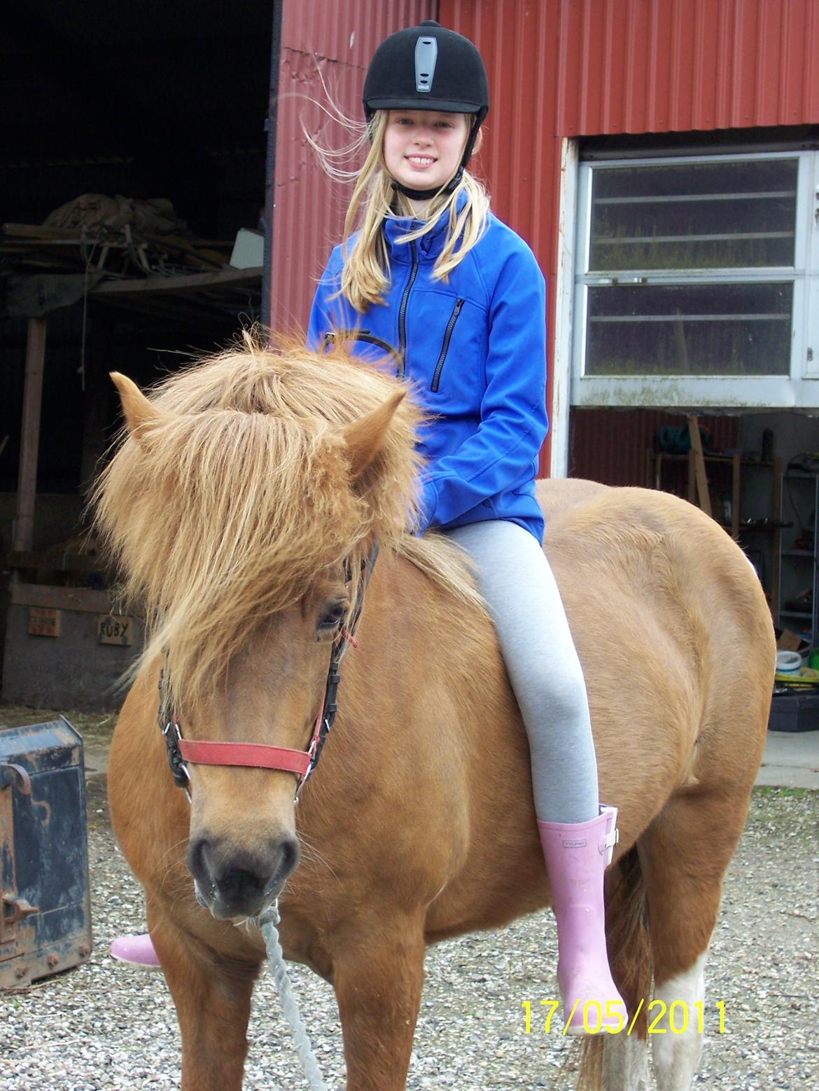 Islænder Rauk billede 6