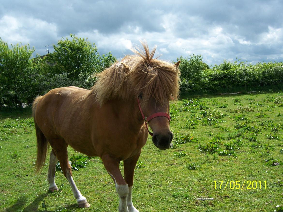 Islænder Rauk billede 7