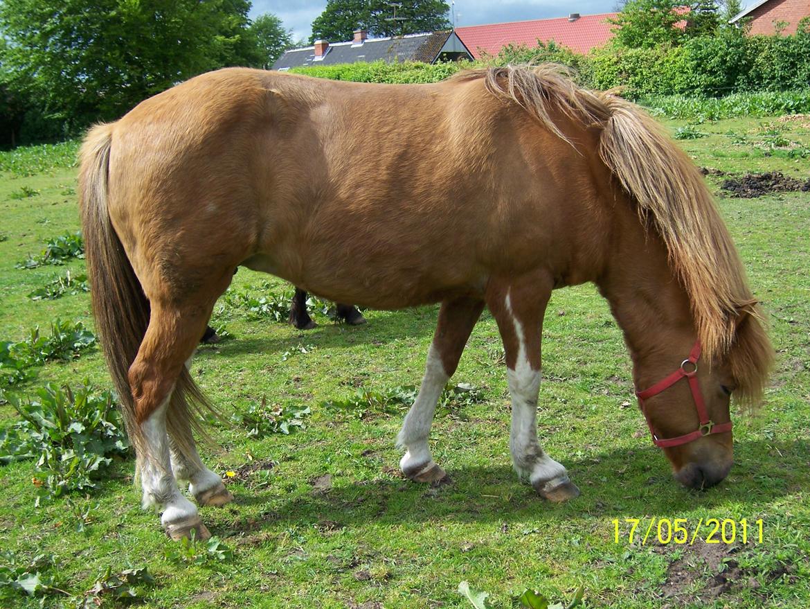 Islænder Rauk billede 8