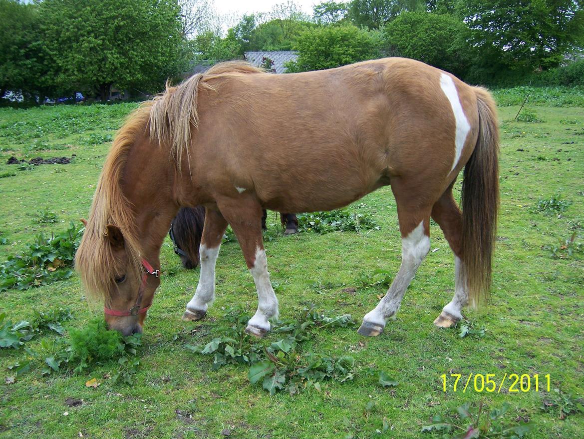 Islænder Rauk billede 9