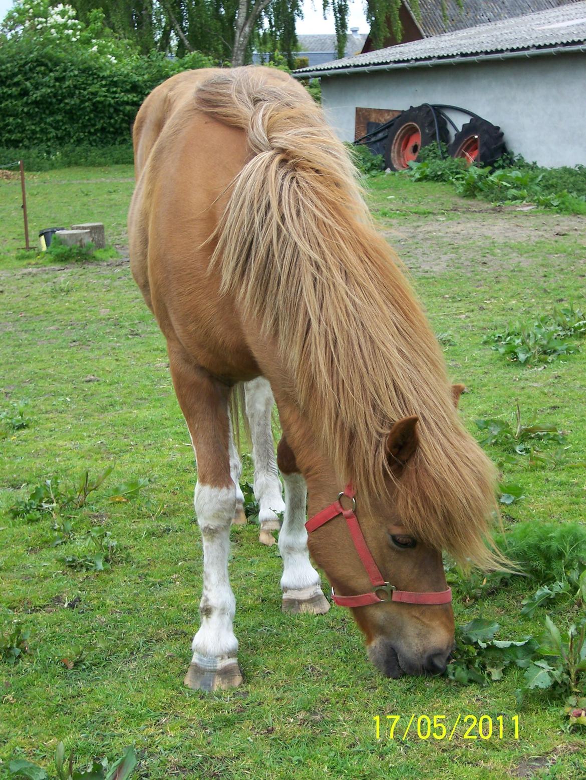 Islænder Rauk billede 2