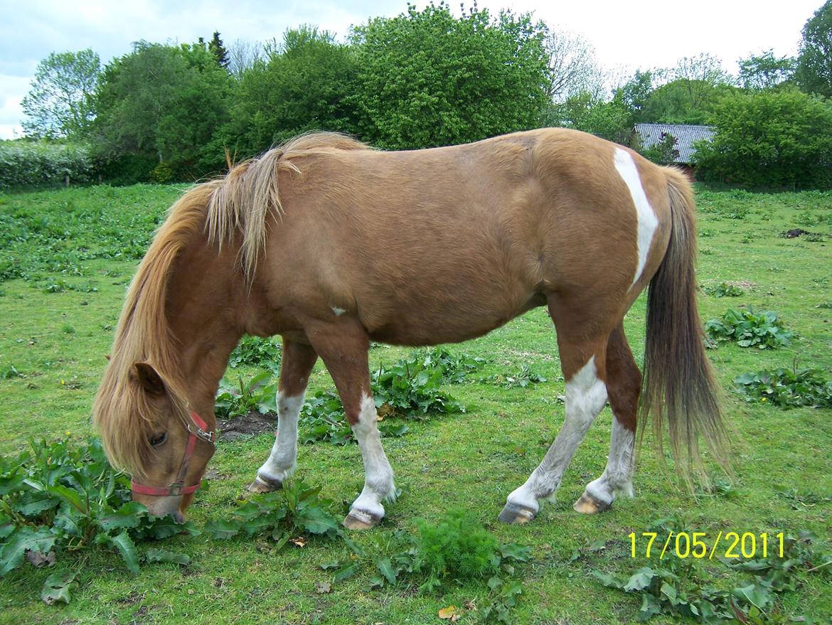 Islænder Rauk billede 10