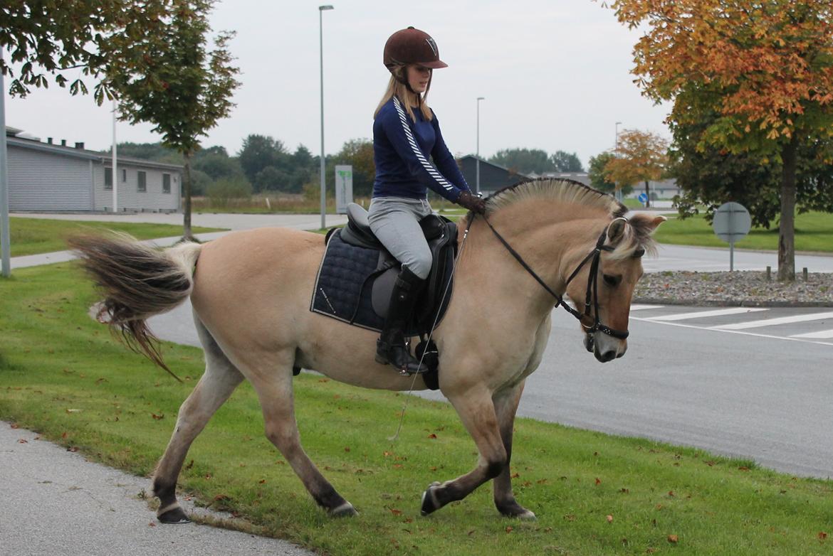 Fjordhest Arkibald - Tur 20-09-2013 billede 6