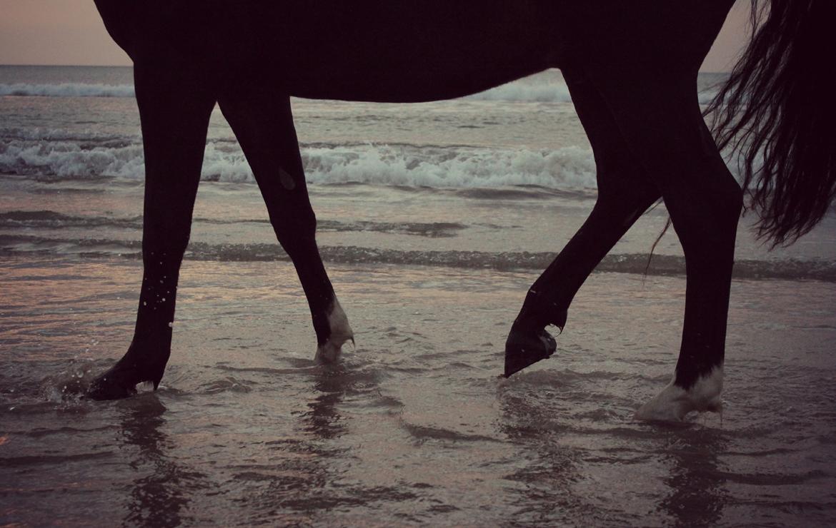 DSP DiNozzo IWE. - Blokhus 2013. billede 42