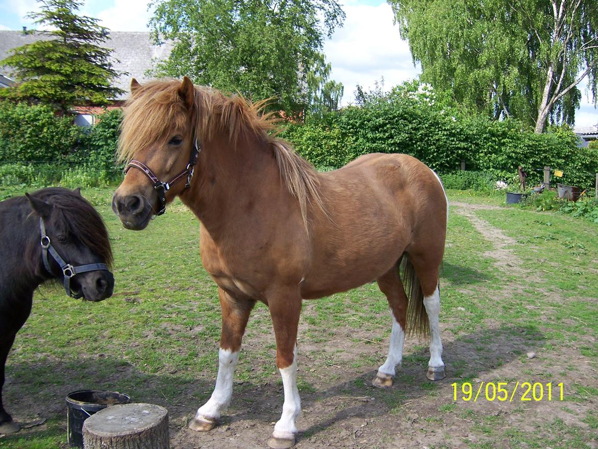 Islænder Rauk billede 11