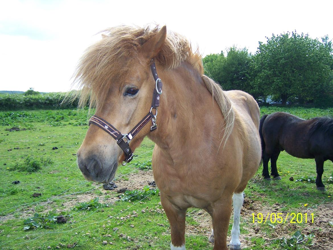 Islænder Rauk billede 12