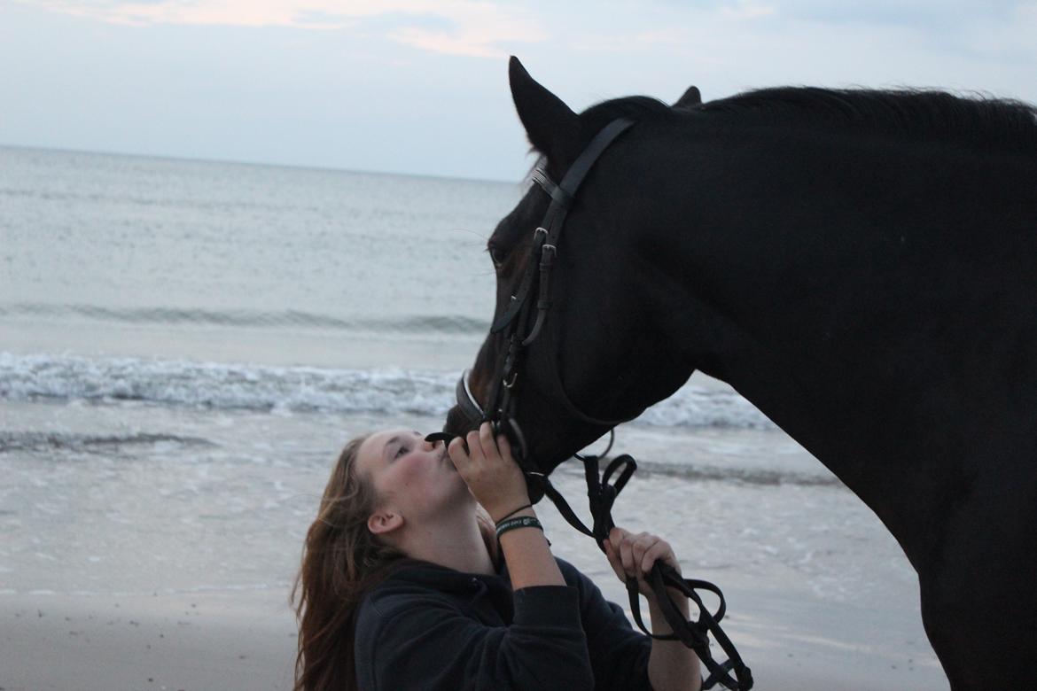 DSP DiNozzo IWE. - Blokhus med Hestelinien på ANE <3
5. September 2013. billede 29