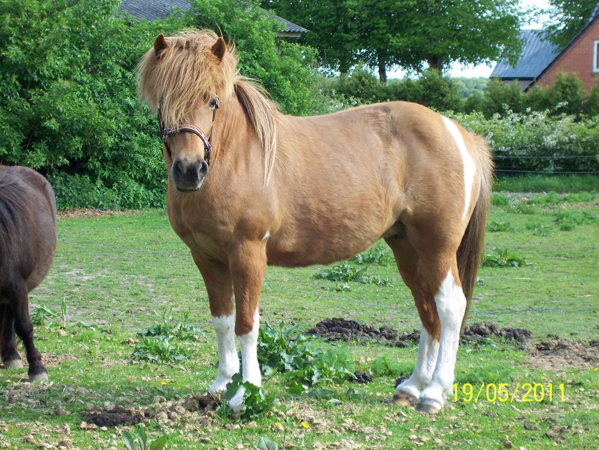 Islænder Rauk billede 13