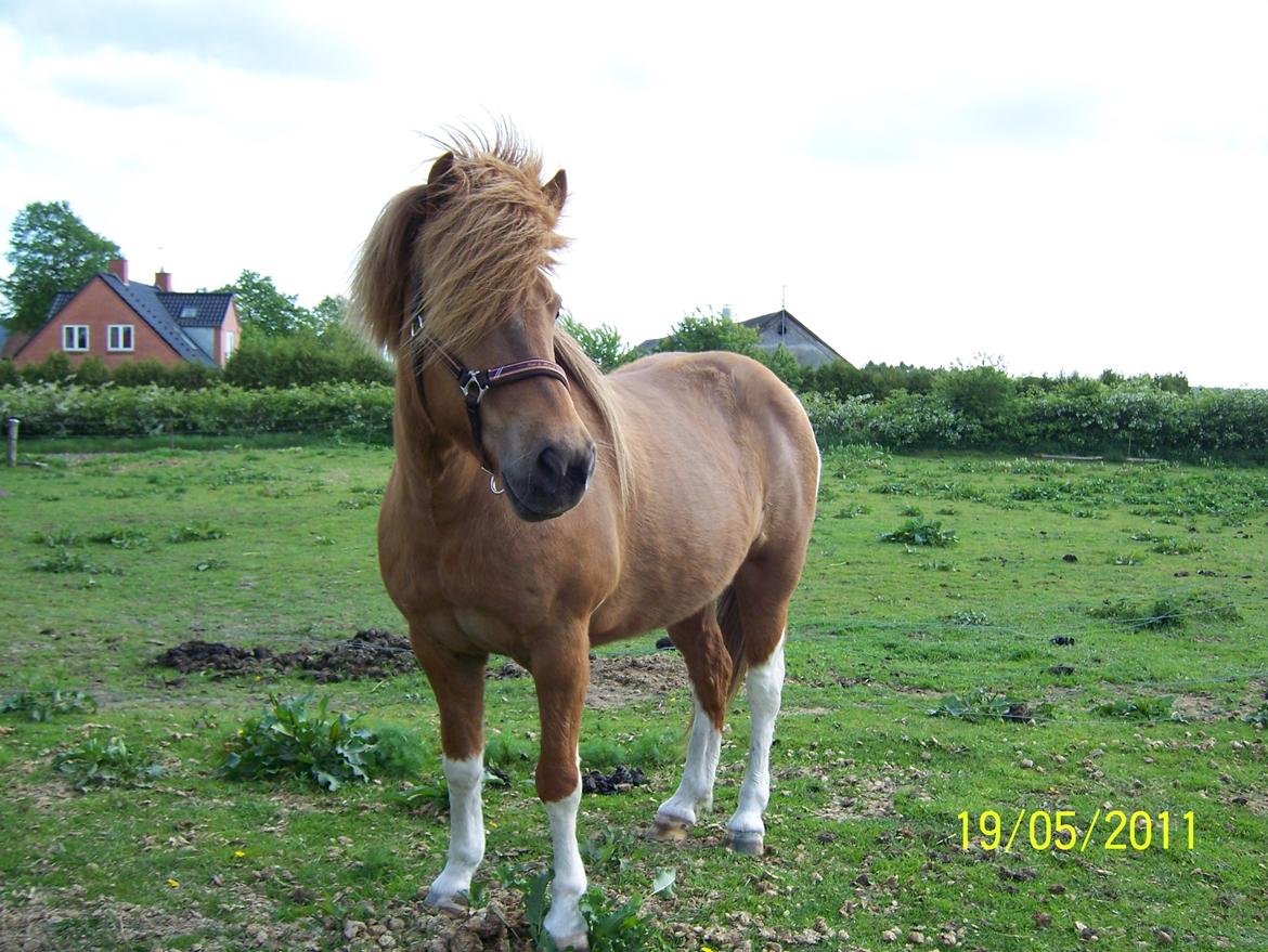 Islænder Rauk billede 14