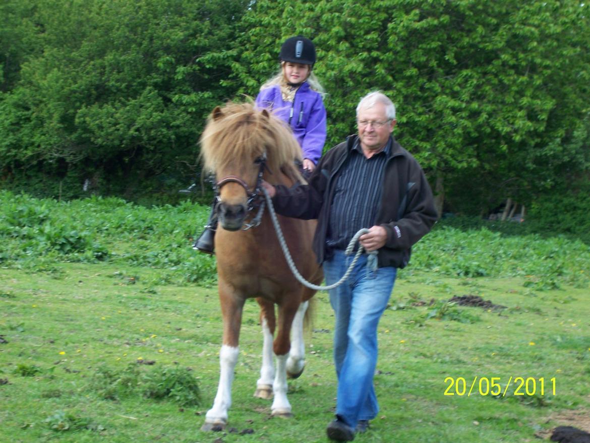 Islænder Rauk billede 15