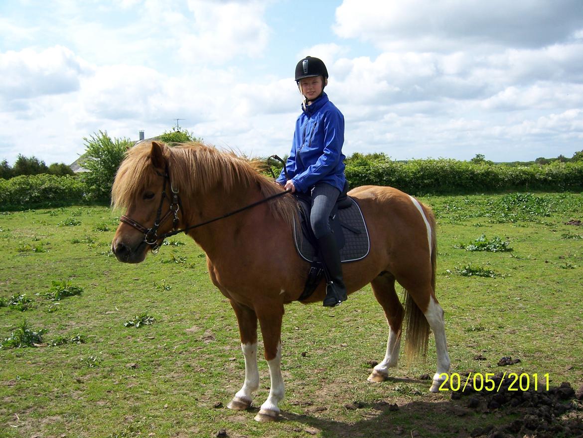 Islænder Rauk billede 4