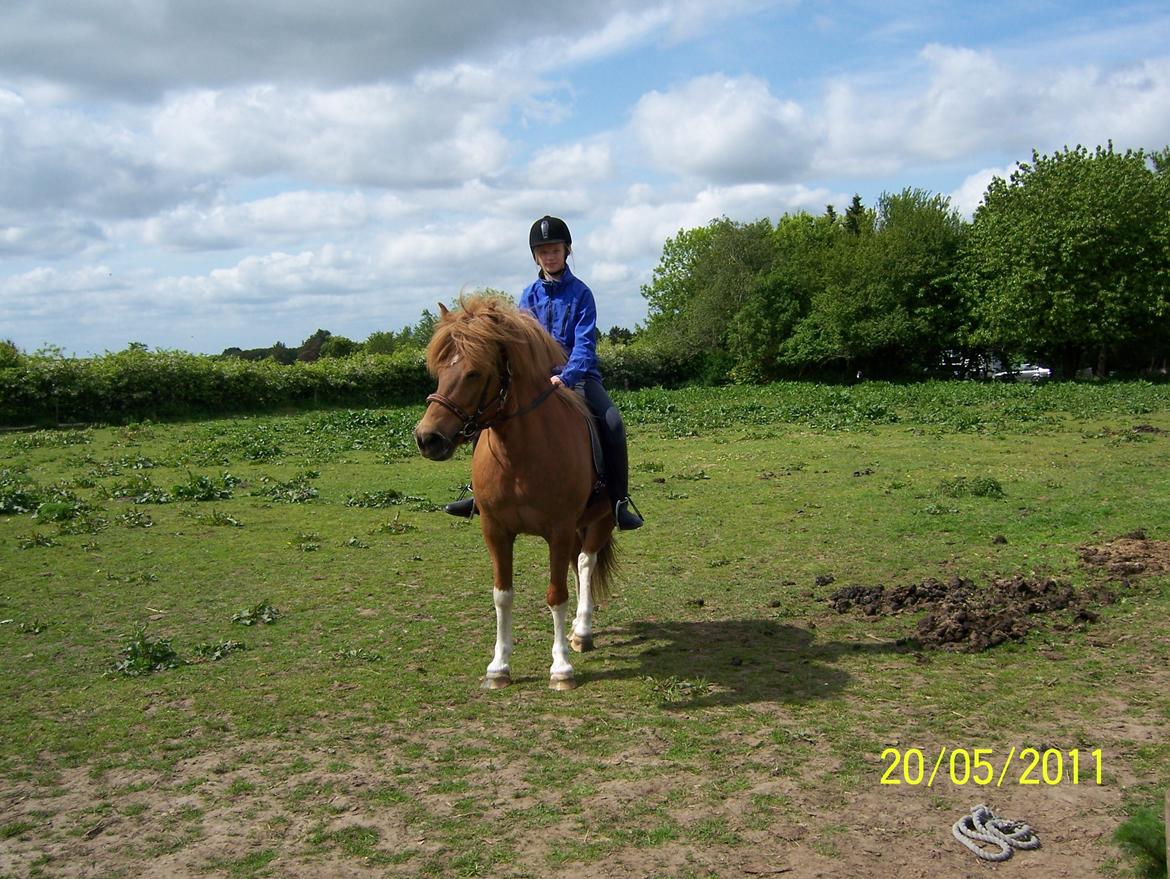 Islænder Rauk billede 16
