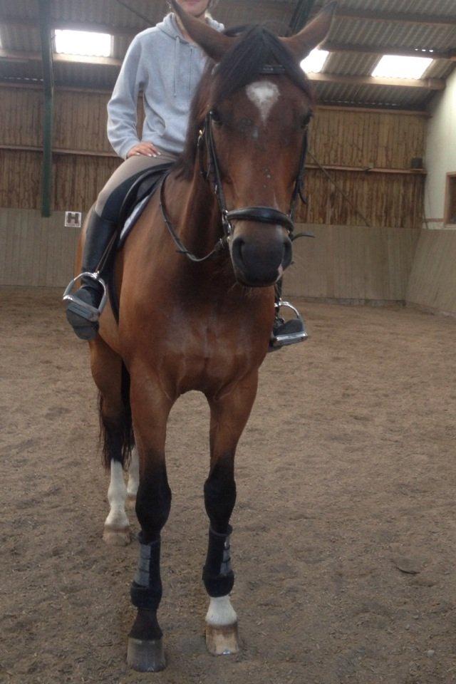 Dansk Varmblod Valløs Lexion billede 1