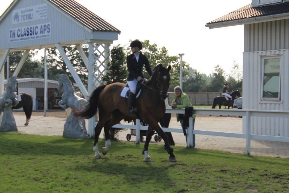 Dansk Varmblod Valløs Lexion billede 2