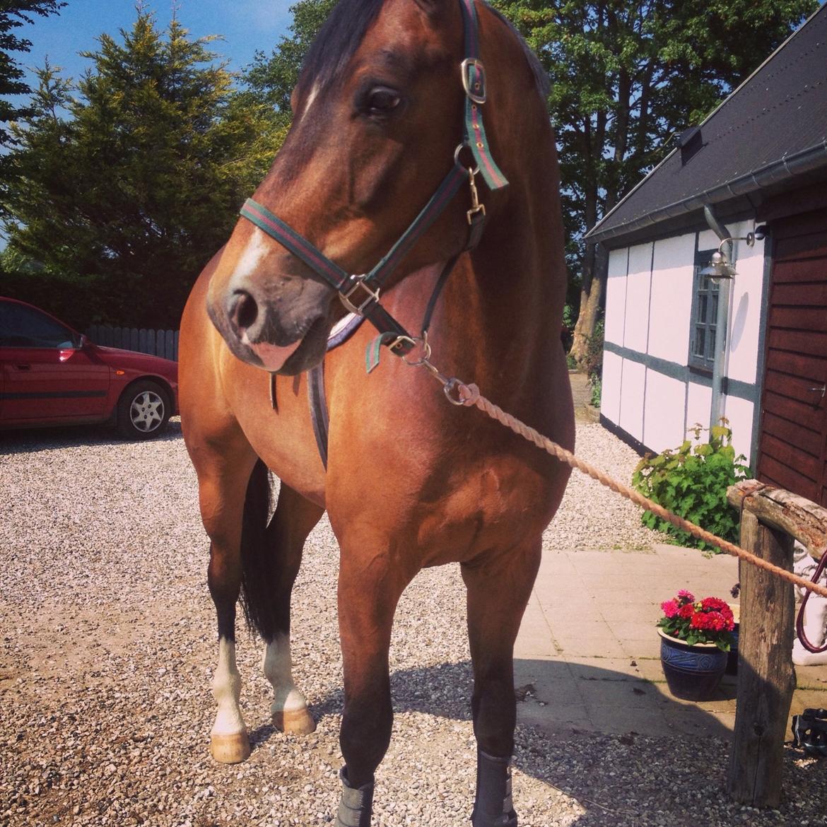 Dansk Varmblod Valløs Lexion billede 3