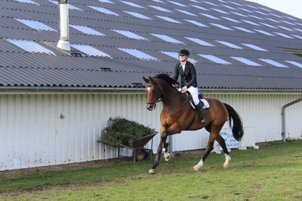 Dansk Varmblod Valløs Lexion billede 4