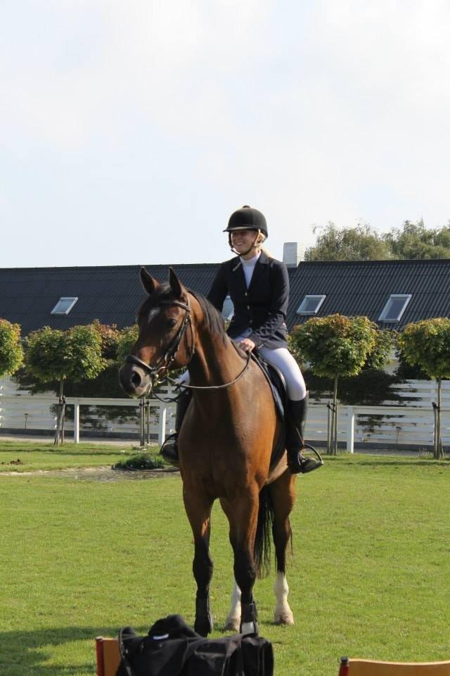 Dansk Varmblod Valløs Lexion billede 6