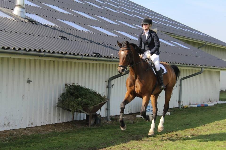 Dansk Varmblod Valløs Lexion billede 7