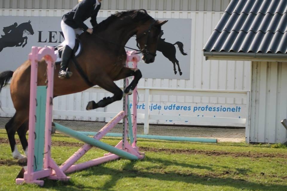 Dansk Varmblod Valløs Lexion billede 8