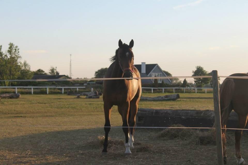 Dansk Varmblod Valløs Lexion billede 10
