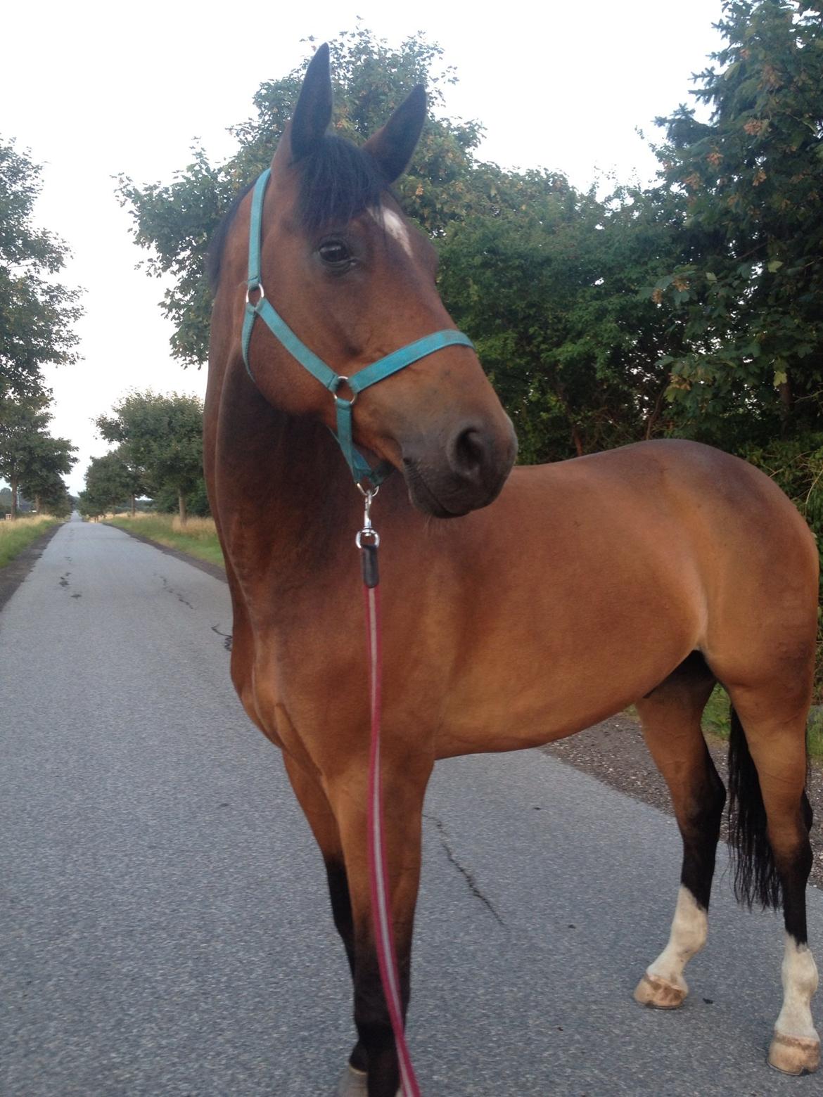 Dansk Varmblod Valløs Lexion billede 12