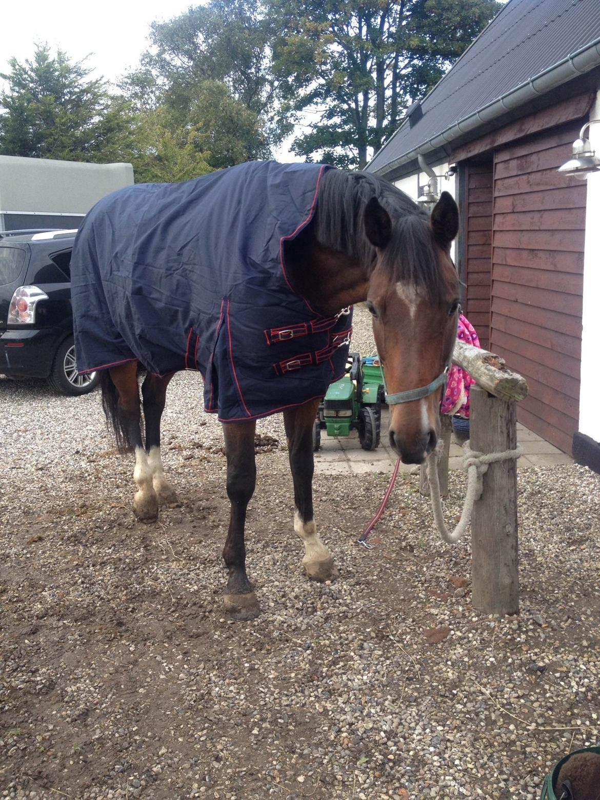 Dansk Varmblod Valløs Lexion billede 13