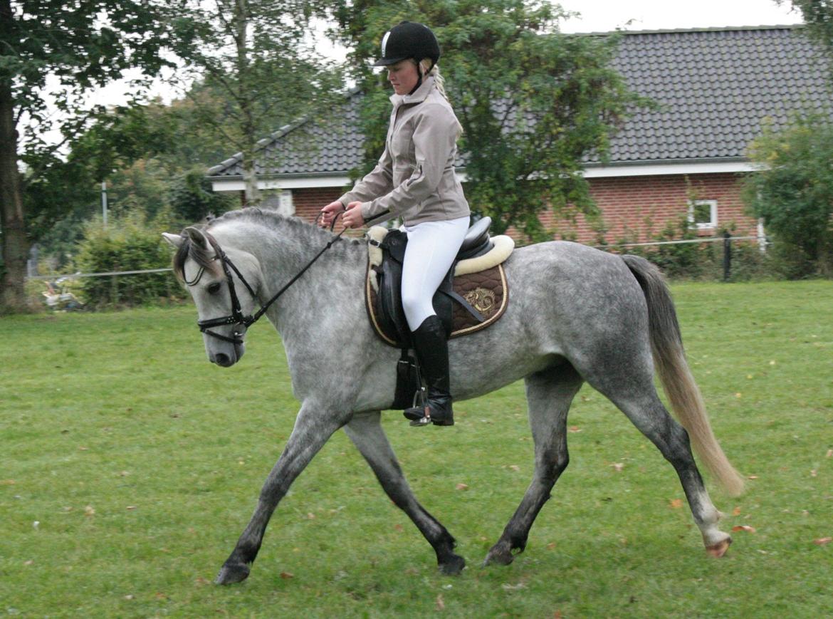 Welsh Pony (sec B) Låddenhøjs Toby billede 12