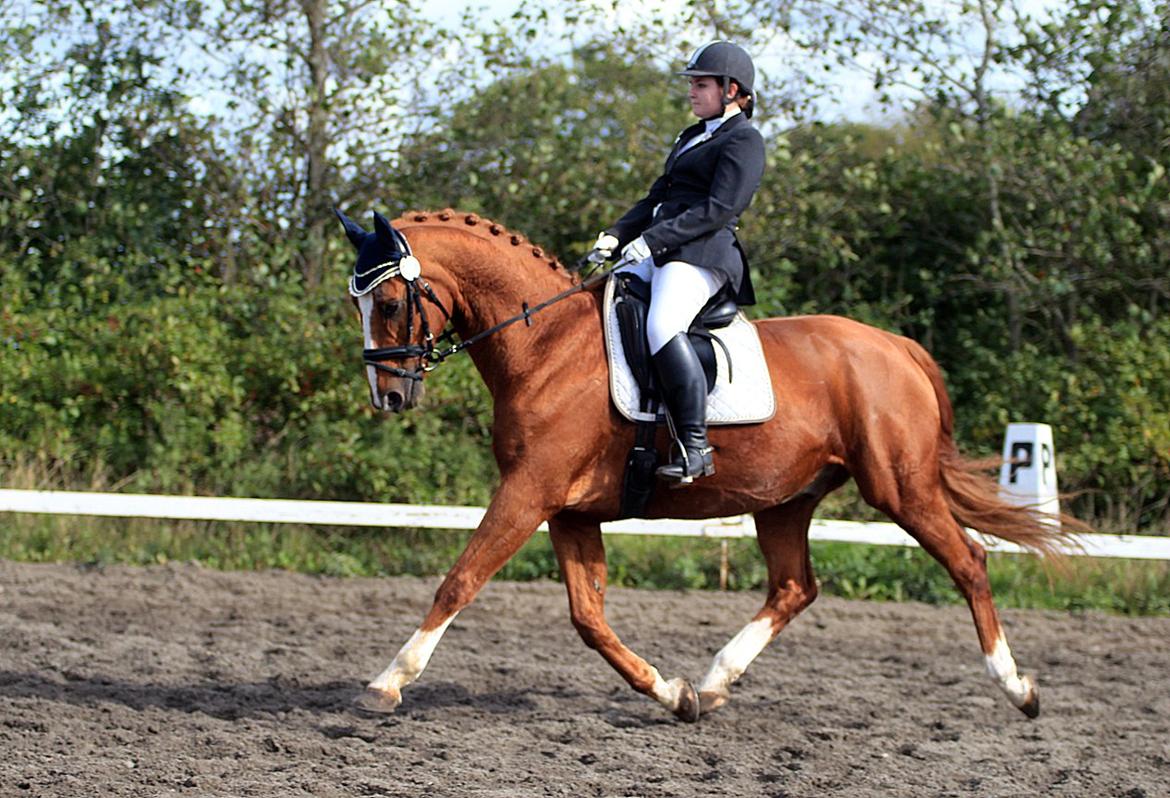Tysk Oldenburger Pandoer - 21/9-13 Sh cup finale Samlet 2. plads ! 
Foto Mor billede 20