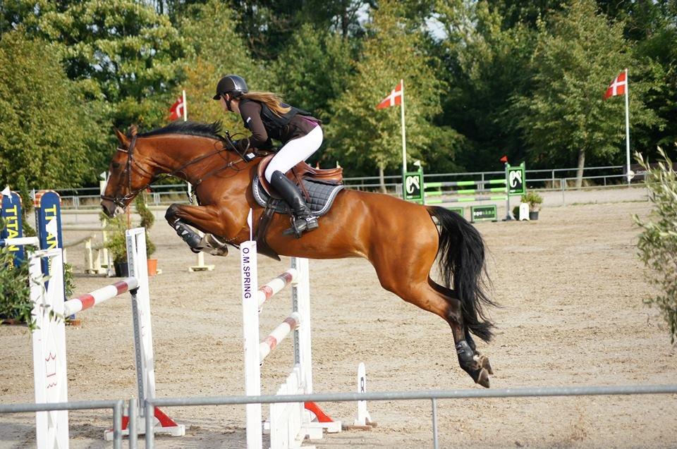 Dansk Varmblod Wilma - Nogle gange er det slet ikke til at forstå at du er min! <3
Borgen 135 cm billede 3