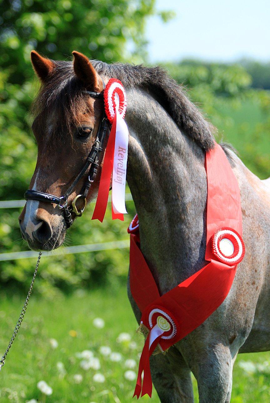 Hollandsk Sportspony Goya - Champion <3 billede 3