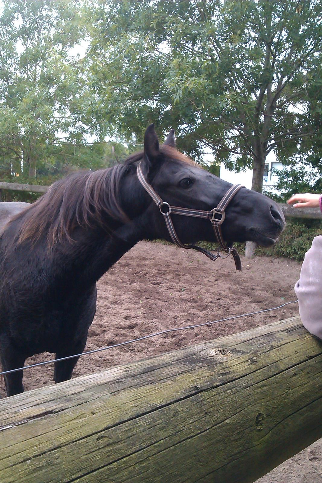 New Forest Martini hedevang billede 7