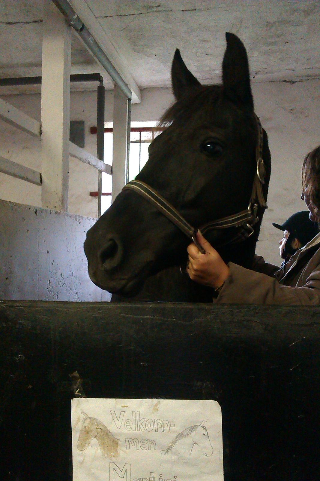 New Forest Martini hedevang billede 15