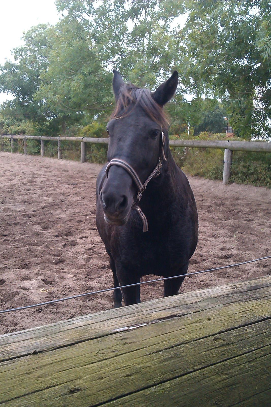 New Forest Martini hedevang billede 17