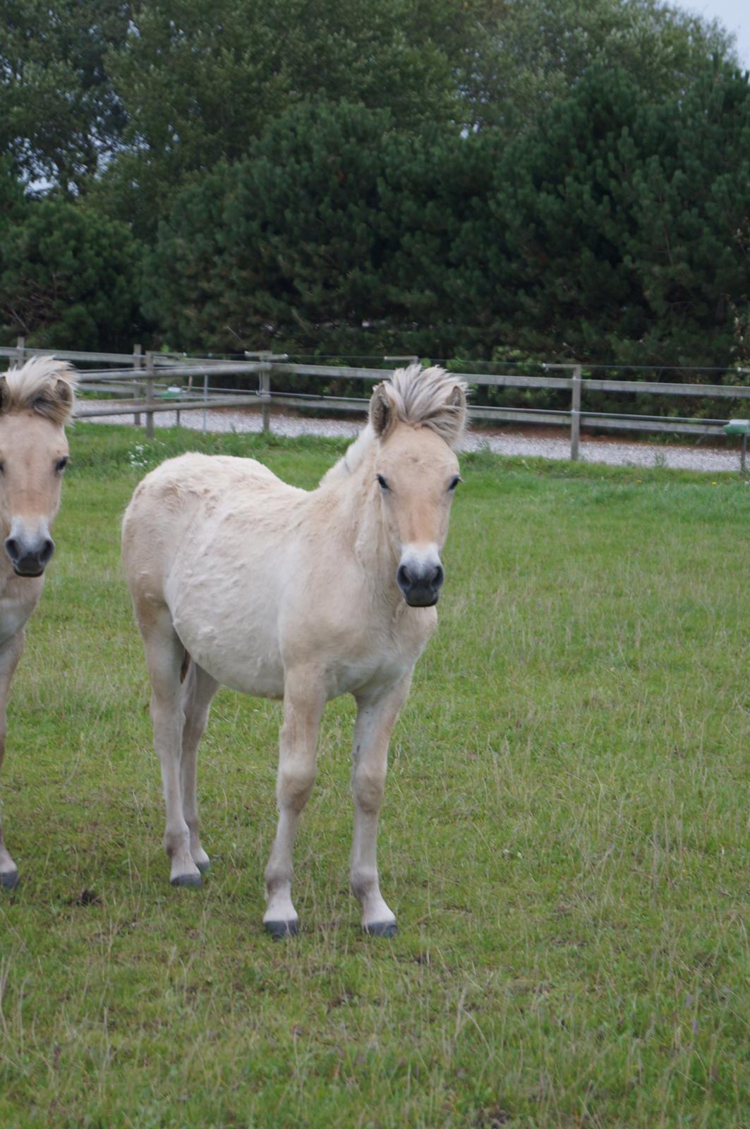 Fjordhest Højgaards Milo - 22/9-13 billede 25