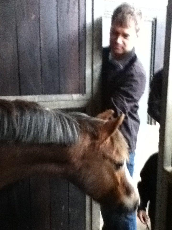 Welsh Pony af Cob-type (sec C) Fanny SOLGT :'( - Det sidste billede af Fræseren :`( <3 billede 20