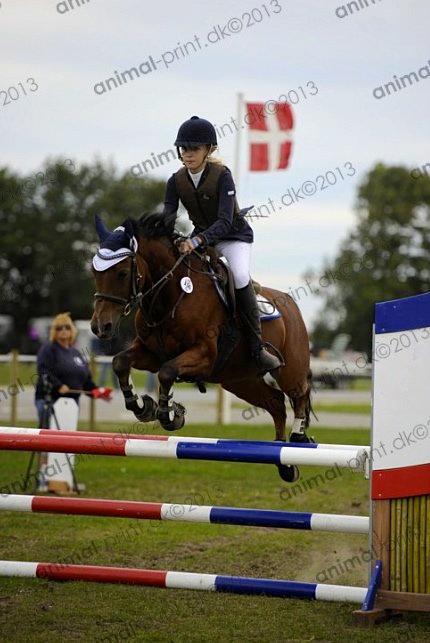 Welsh Pony (sec B) Victoria Madly <3 (A pony) - TAGET AF AMIMAL PRINT storehestedag LB** billede 3