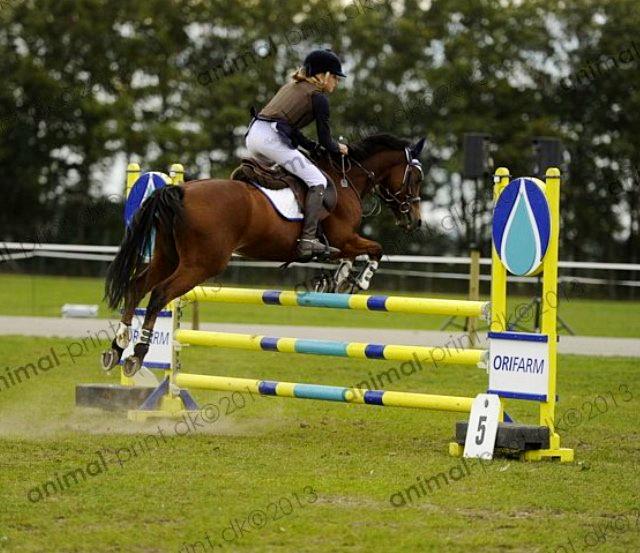 Welsh Pony (sec B) Victoria Madly <3 (A pony) - TAGET AF AMIMAL PRINT storehestedag LA* billede 4
