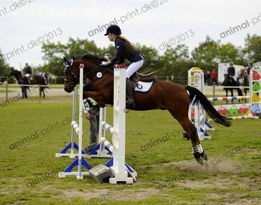 Welsh Pony (sec B) Victoria Madly <3 (A pony) - TAGET AF AMIMAL PRINT storehestedag LB** billede 6