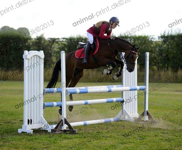 Welsh Pony (sec B) Victoria Madly <3 (A pony) - TAGET AF AMIMAL PRINT storehestedag LB** billede 7