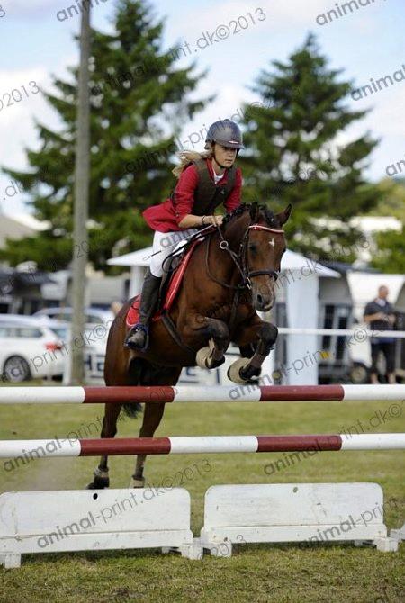Welsh Pony (sec B) Victoria Madly <3 (A pony) - TAGET AF AMIMAL PRINT storehestedag LA** billede 8
