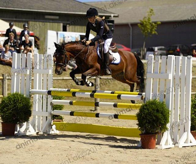 Welsh Pony (sec B) Victoria Madly <3 (A pony) - TAGET AF AMIMAL PRINT storehestedag LA** billede 10