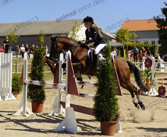 Welsh Pony (sec B) Victoria Madly <3 (A pony) - TAGET AF AMIMAL PRINT storehestedag LA** billede 11