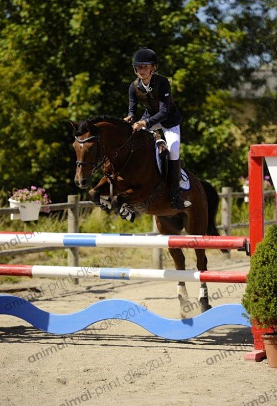 Welsh Pony (sec B) Victoria Madly <3 (A pony) - TAGET AF AMIMAL PRINT storehestedag LA** billede 12