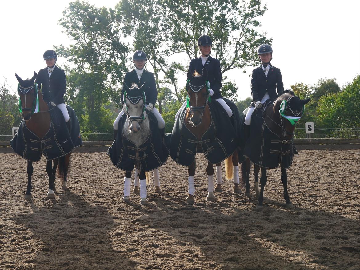 Anden særlig race Armani - B-pony - SMIR HOLD 1, 3. bedste for hold! billede 8